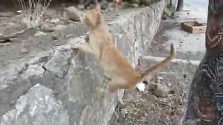 Every Reunion With This Stray Cat Is Pure Joy!