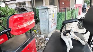 Cute kitten on the motorcycle saw us and started kneading