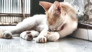 Adorable Cat Grooming Itself – A Peaceful Moment of Feline Self-Care