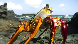 Crab vs Eel vs Octopus.mp4.2026