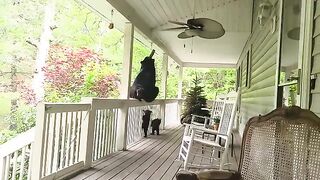 Bear Simone and Her Four.mp4.2026