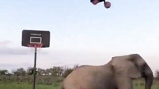 Power of an elephant! 🐘💥