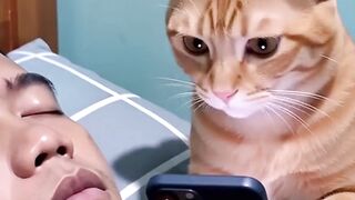 The funny antics of the Orange Cat and Roni – Part 1