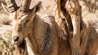 THIS HORNED GOAT MAKES A PRIDE OF LIONS RUN AWAY! 😂🐐🦁