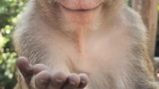magic monkey😱😂😂