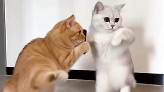 MUGBANG KUCING SAMPE JOGET