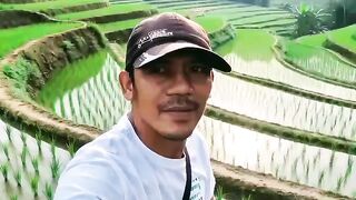 Enjoy the beautiful view of the rice fields