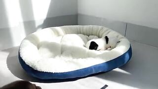 Mini dashshund teaches Lost newborn Puppy