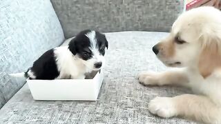Golden Retriever newborn Puppy