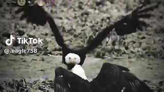 Eagle 🦅🦅