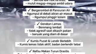 Tanda Tanda Lele kurang oksigen