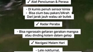Fungsi Kumis Pada Ikan Lele