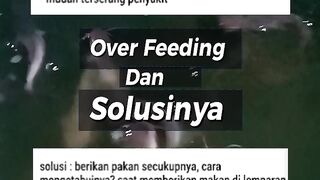 Over Feending Dan Solusinya