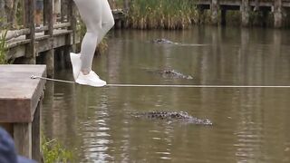 Crocodile in river