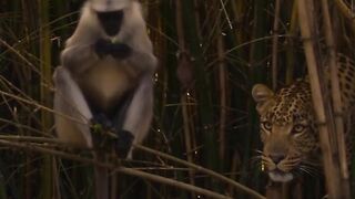 Monkey in comedy