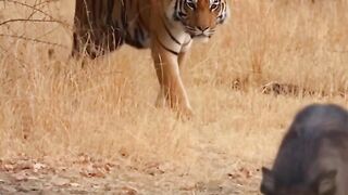 Tiger hunting 2