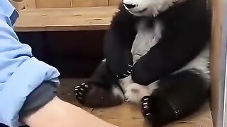 Cute Panda 6