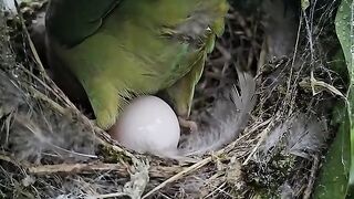 Parrot give it