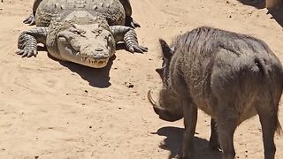 Crocodile fight Renault