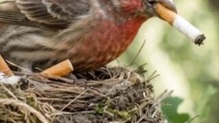 ¿porque alguna aves urbanas :usan colillas de cigarrillos en sus nidos?