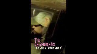 Remember - Animal Instinct