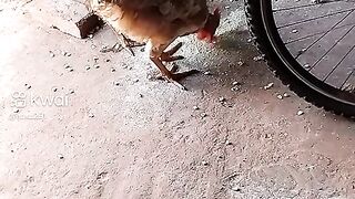 Franguinhos