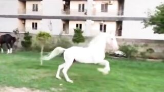 Horse running 3