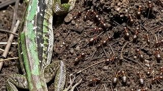 ELE CAIU NO FORMIGUEIRO! 🦎🐜 O Camaleão Vai Conseguir Escapar?