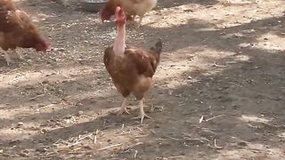 Chicken funny