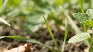 From Tiny Seed to Sweet Strawberry 🍓🌱 | Amazing Growth Time Lapse
