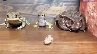 I swear I can hear the entire argument even though none of them is making a sound. 😭🐸