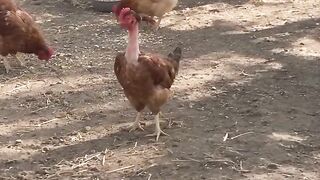 Chicken funny 2