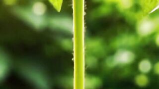From Seed to Juicy Tomato 🍅🌱 | Amazing Tomato Growth Time Lapse