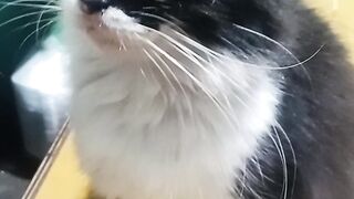 Kucing' hitam putih