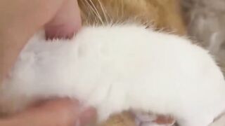 kucing 46