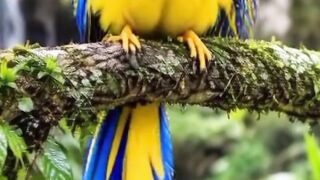 🦜 Nature’s Most Stunning Birds! You Won’t Believe These Colors 😍
