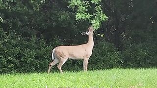 🦌 The Majestic Deer Appears in the Wild! 🌲✨