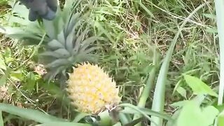 Hidden Treasure in the Wild! Fresh Pineapple Harvest