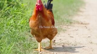 Morning time chicken