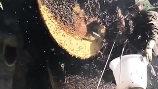 Harvesting wild cliff honey
