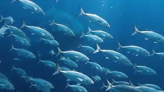 What’s Hiding Deep Beneath the Ocean? 🌊🐠😱 2