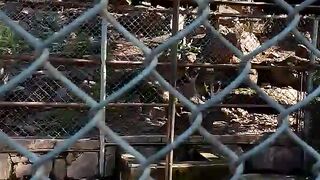 Birds 52