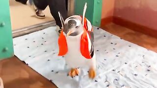 This Penguin Just Walked In Like He Owns the Place 😂🐧🧡#shorts  #viral #penguin #cuteanimals