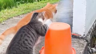 To cat talking