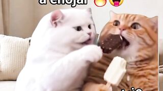 To kitten cat