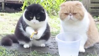 To cat watching water in mug