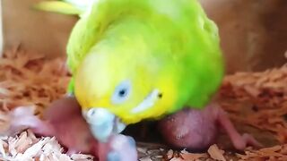 Parrot small kid parrot