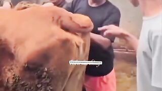 Jangan di buka nanti muall