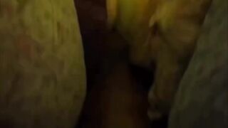 kutip paku pakis perak