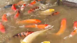 Banjir ikan